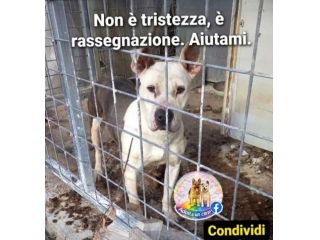Molossina 3anni vive chiusa tra i suoi escrementi!! SOS SALERNO