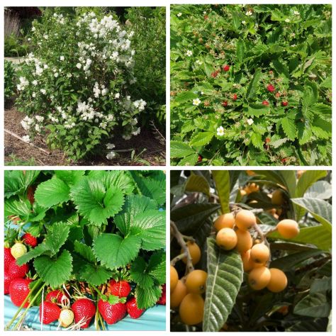Piante per vaso o giardino,vasi,fioriere,ecc... - Foto 5