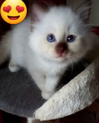 Cuccioli Sacro di Birmania con pedigree - Foto 6