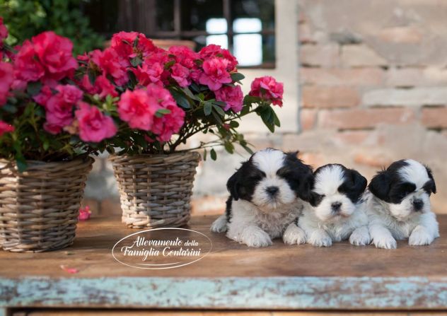 CUCCIOLI SHIHTZU - Foto 4
