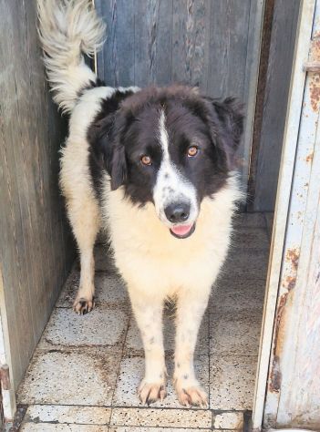 MARGOT,MERITA UNA MERAVIGLIOSA ADOZIONE! - Foto 6