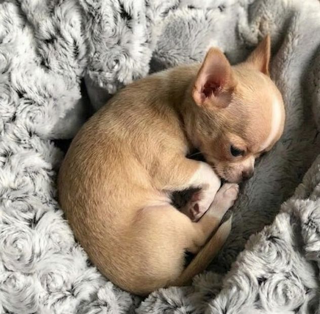 CHIHUAHUA TOY CUCCIOLI pag in 12 rate - Foto 2