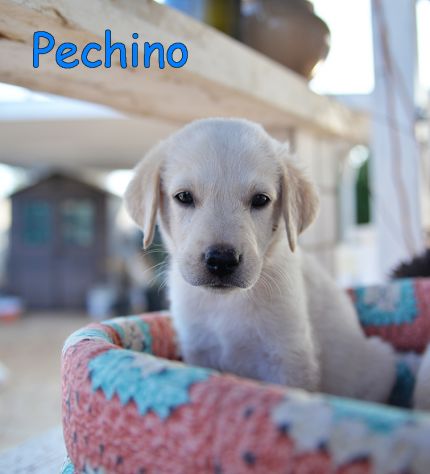 Pechino e Ginevra, cuccioli simil labrador in adozione