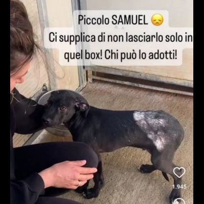 SAMUEL DOLCISSIMO CUCCIOLO IN ADOZIONE - Foto 6