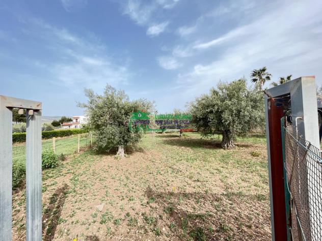 TERRENO AGRICOLO CON ULIVETO - Foto 3