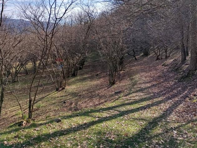 Terreno in vendita a Santa Domenica Vittoria - Foto 9