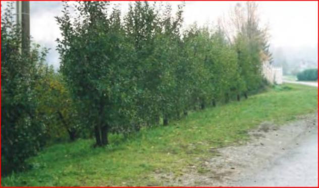 Immobile in asta di 4 m² in vendita a Teglio - Foto 6