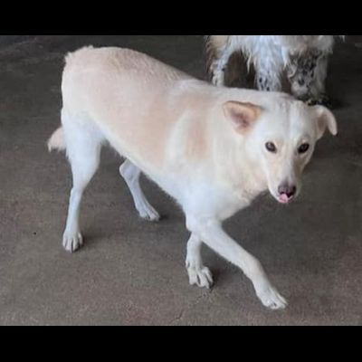 UN'OPPORTUNITA' ANCHE PER BLANGE, CAGNOLINA IN ADOZIONE - Foto 3