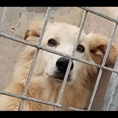 CECCO TENERO E GIOVIALE CAGNOLINO IN ADOZIONE - Foto 9