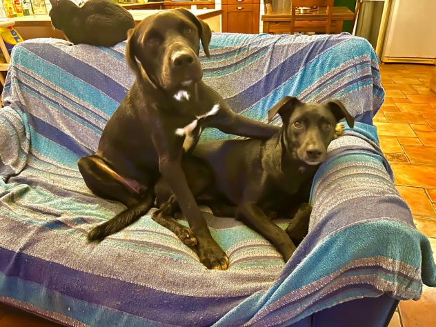 PLUTO, 2 ANNI, ROSARIO, 11 MESI, TAGLIA MEDIO CONTENUTA CERCANO CASA! - Foto 3