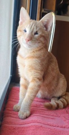 regalo cucciolo speciale