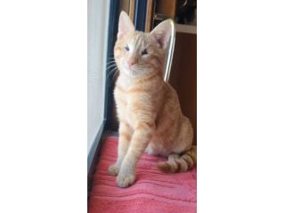 regalo cucciolo speciale