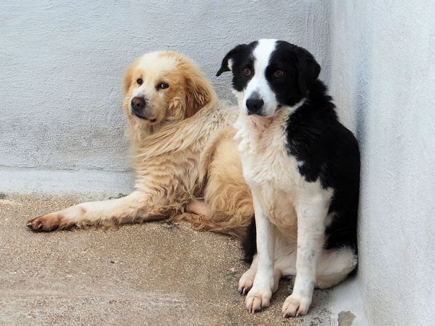 Siria bella e gentile - Foto 8