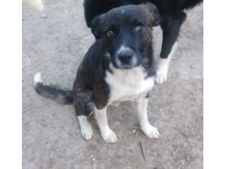 4anni molossino kg15 ha perso 1occhietto rischiava la vita !BOLOGNA