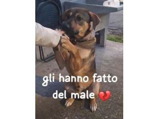 ROMEO 1 ANNO Taglia media