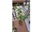 Passiflora pianta varietà viola
