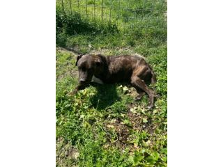 Tasha adozione cane tripode