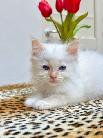 cucciolo di ragdoll