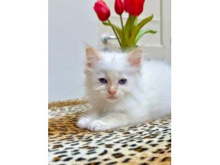 cucciolo di ragdoll