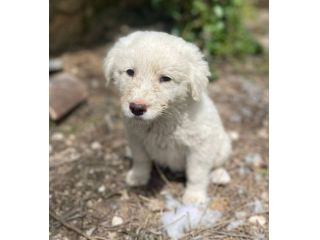 Chiaretta cucciola
