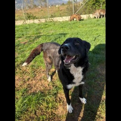 BENNY , UNA PICCOLA TENEREZZA, CANE IN ADOZIONE TG MEDIO CONTENUTA - Foto 8