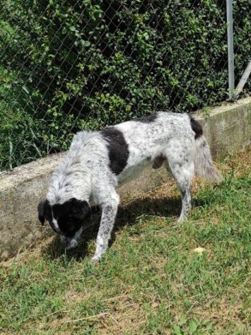CANE IN ADOZIONE: ESCAPE, taglia media. - Foto 10