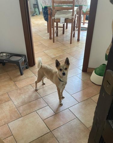 Milo, cagnolino con carattere complicato cerca persona esperta e paziente - Foto 2