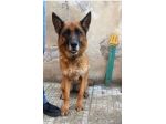 Pastore Tedesco 5anni e 1/2 rimasta sola.SUD SOS