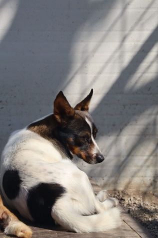 Bonnie: adozione del cuore