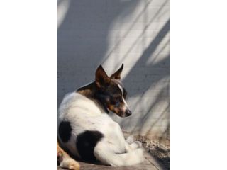 Bonnie: adozione del cuore