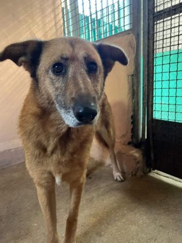 LAMBADA socievole, preoccupata da libera a reclusa cagnolina in adozione - Foto 2