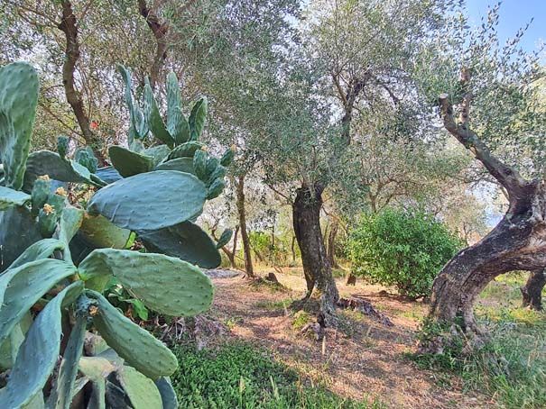 Ampia vista mare, appartamentino su 3 livelli con ampio terreno e parcheggio - Foto 3