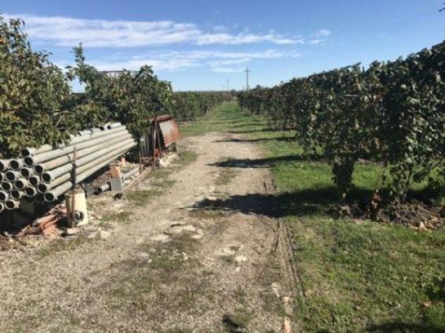 Terreno di 18000 m² in vendita a Carpi - Foto 3