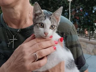 Natalino gattino