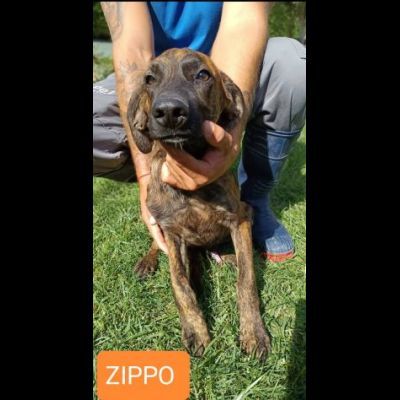 CUCCIOLI IN ADOZIONE - Foto 3