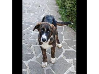DANA E BERNA CUCCIOLE IN ADOZIONE