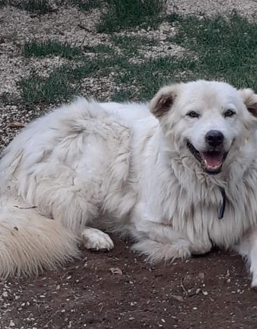 CANE IN ADOZIONE: GREG - Foto 8