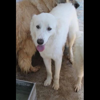 ARES, ACHILLE, ARAMIS SPLENDIDI CANI IN ADOZIONE - Foto 2
