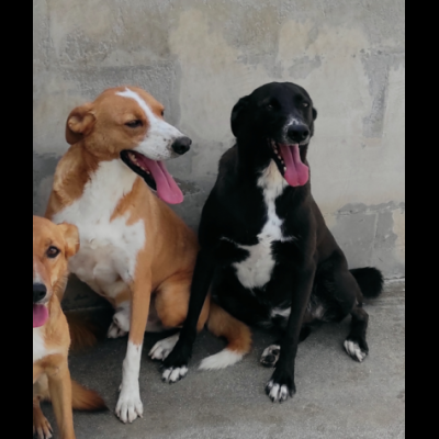 FAUSTO E FILIBERTO DA SEMPRE RECLUSI, CANE IN ADOZIONE, TG MEDIA - Foto 10