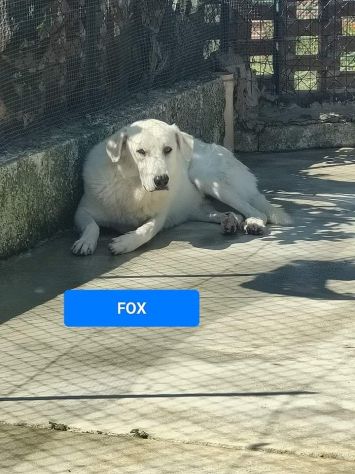 Fox e Smith un futuro da costruire. CANI IN ADOZIONE - Foto 2