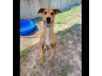 DOROTY ALLEGRA E SOCIEVOLE CAGNOLINA IN ADOZIONE