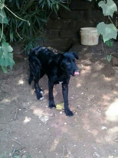 PIPPO E MELA, cucciolotti mix labrador e golden - Foto 4