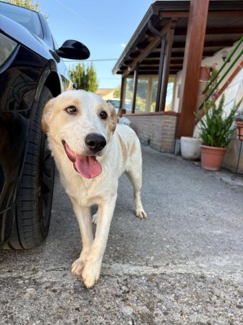 Malu cucciolo adozione del cuore - Foto 3