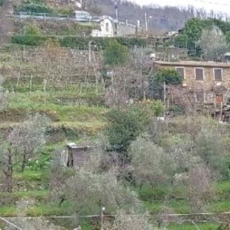 Rif. 8227 – Cogorno – Sulla prima collina di Lavagna – Terreno con Progetto Appr - Foto 4