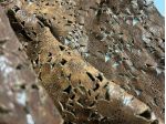 Pelle vintage laserata testa di moro per artigianato