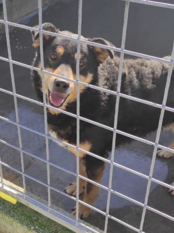 CANE IN ADOZIONE. L' ATTESA DI CAFFE' - Foto 2
