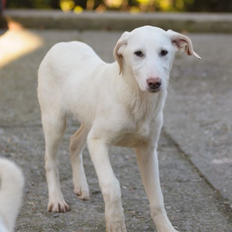 OLIVER, 8 MESI (20/09/25), TAGLIA MEDIA, TIMIDO E MERAVIGLIOSO CERCA CASA - Foto 4