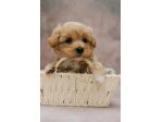 piccoli di maltipoo
