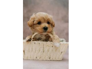 piccoli di maltipoo
