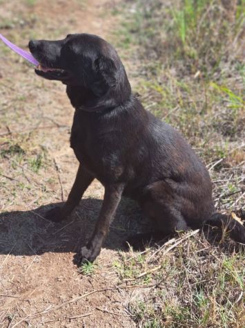Ciccia simil Labrador - Foto 2